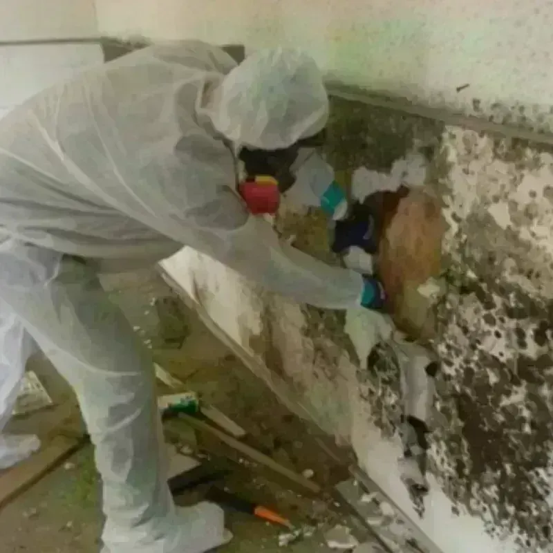 Mold Remediation and Removal in Justice, IL